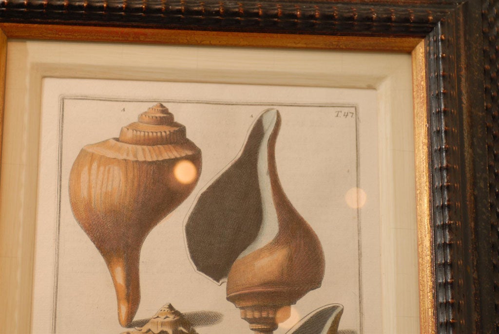 Set of Three Framed Prints of Large Sea Shells by Italian Artist, 19th Century 2